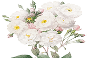Watercolor White Floral Clipart Set, an Illustration by Digi_Design_World (Thumbnail 5 of 5)