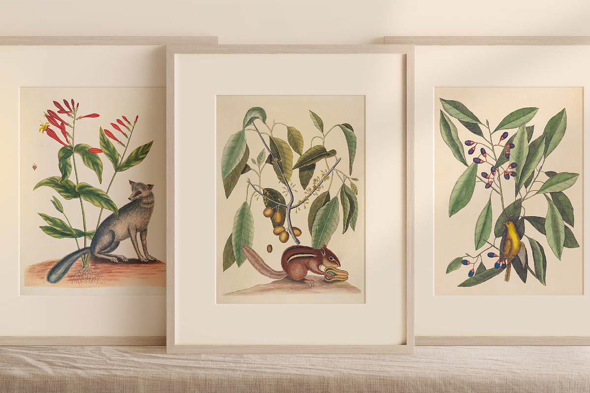 Vintage Natural History Printable Art