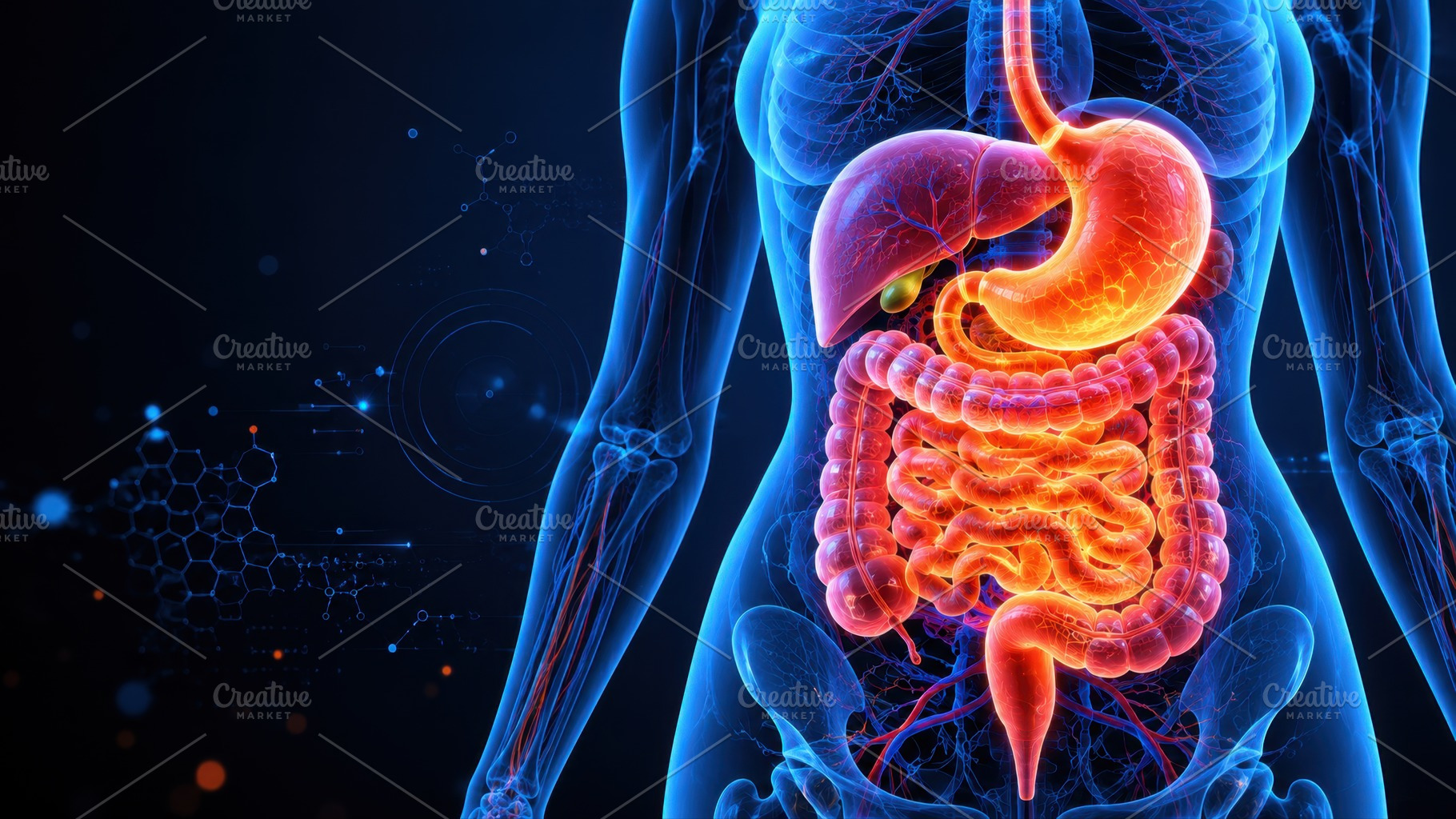 Human digestive system in detail, a Photo by Beautiful things
