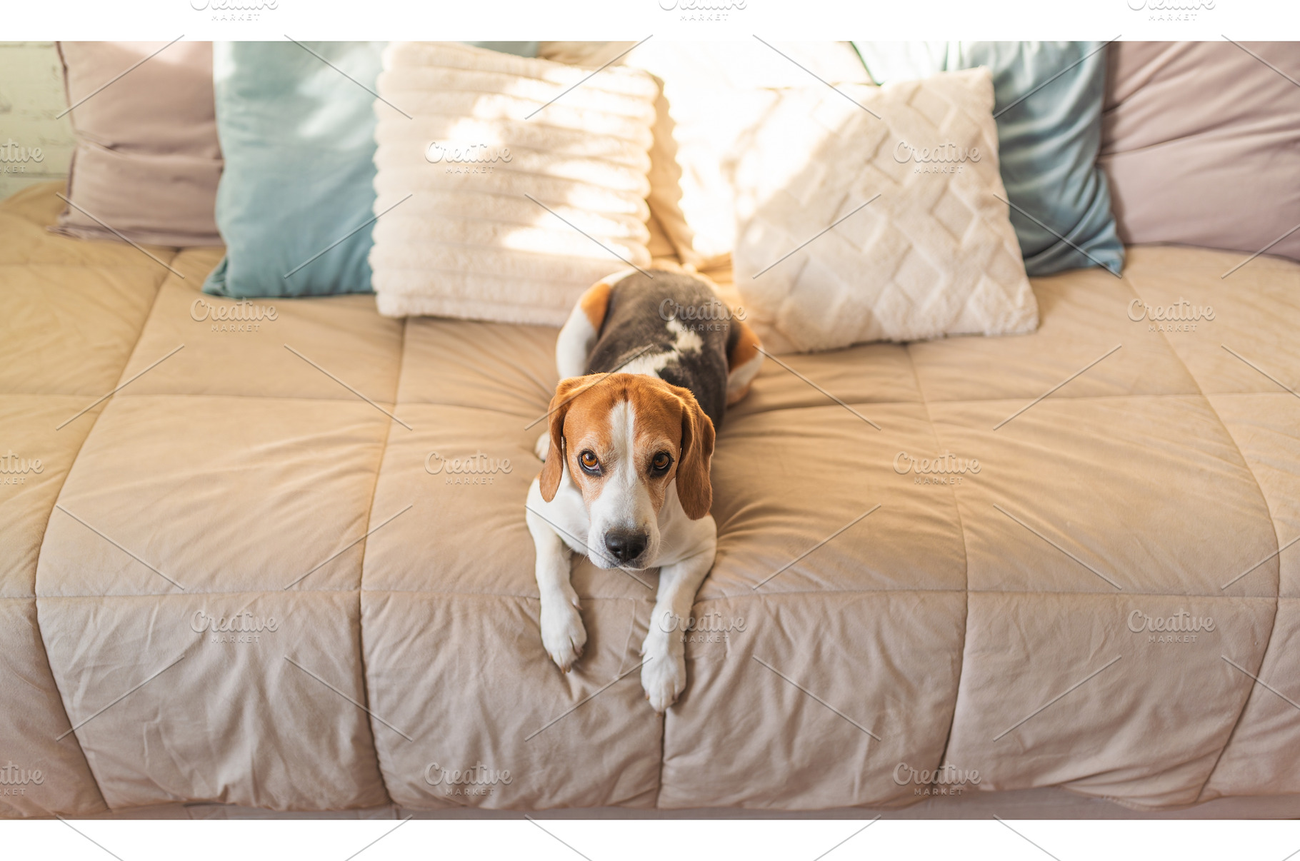 Beagle dog resting on a bed in, an Animal Photo by MadPhotos