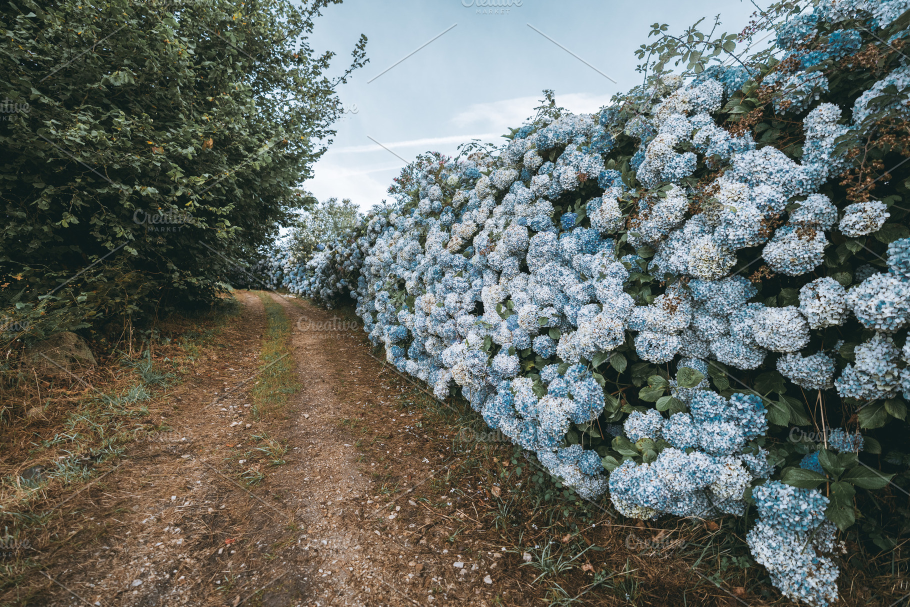 Path lined with blue hydrangeas, a Nature Photo by SkyNext