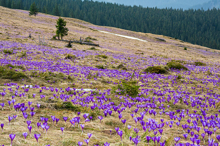 Purple Crocus flowers on spring mountain, a Nature Photo by YuriyB
