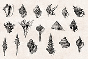 Shells - Vintage Engravings Set, an Illustration by Graphic Goods (Thumbnail 5 of 7)