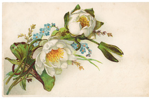 vtg greetings, water lilies