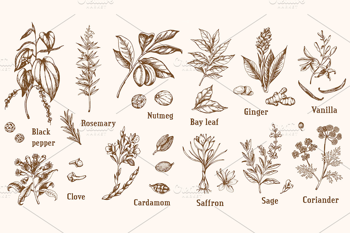 Vintage Spices and Herbs Design Kit, a Food Illustration by Artspace (Photo 2 of 8)
