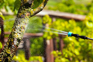 Close-up of tree trunk being sprayed with protective solution outdoors, highlig, a Nature Photo by Ales Munt