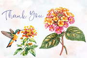 Lantana Flower Watercolor Cliparts, an Illustration by RobertsArt (Thumbnail 3 of 7)