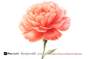 Watercolor Carnation Flowers Clipart, an Object Graphic by crafty (Thumbnail 3 of 7)