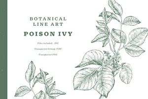 Poison Ivy Botanical Line Art