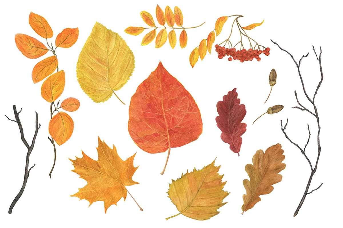 Autumn watercolor collection, an Illustration by ramika (Photo 4 of 5)