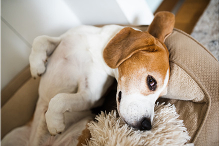 Beagle dog tired sleeps on a couch, an Animal Photo by MadPhotos