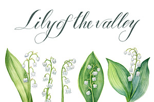 Lily of the valley