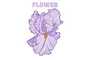 Iris Flower Purple Line Art Vector, an Illustration by ilonitta (Thumbnail 4 of 7)