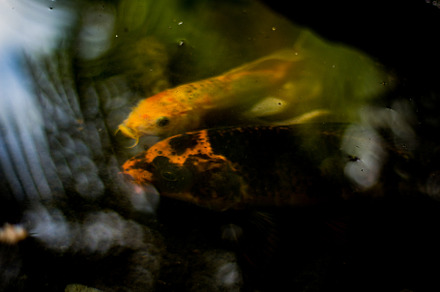 Two fish in the pond, an Animal Photo by Suharto Liwentina