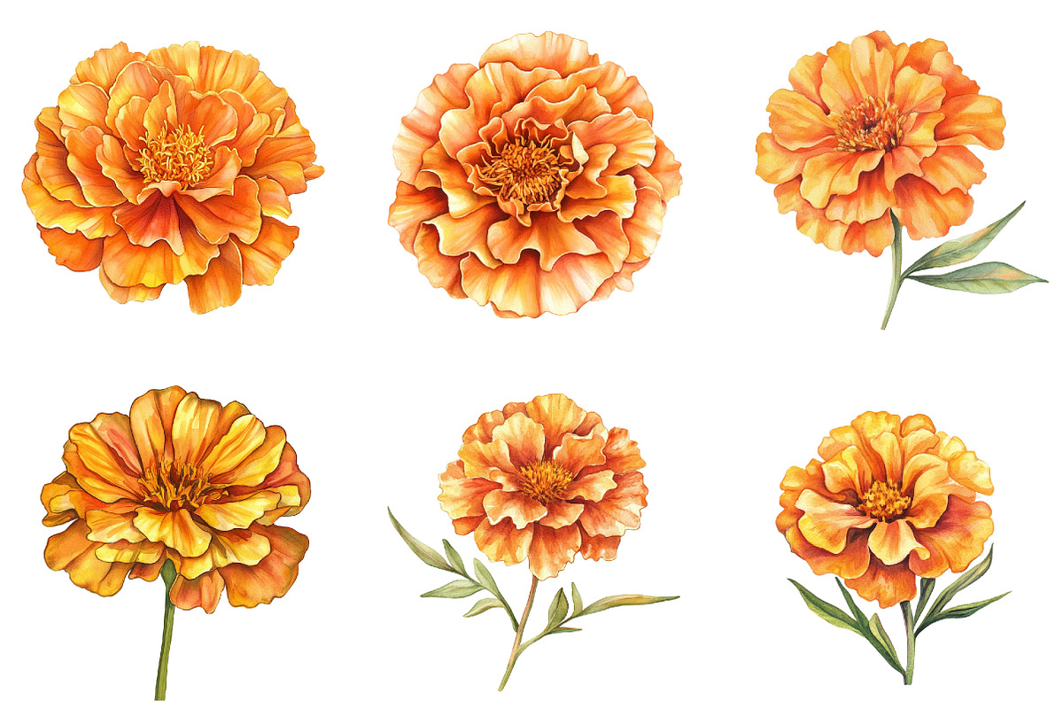 Marigold Flower Bloom Clipart, an Illustration by DreamArtGraphic (Photo 2 of 4)