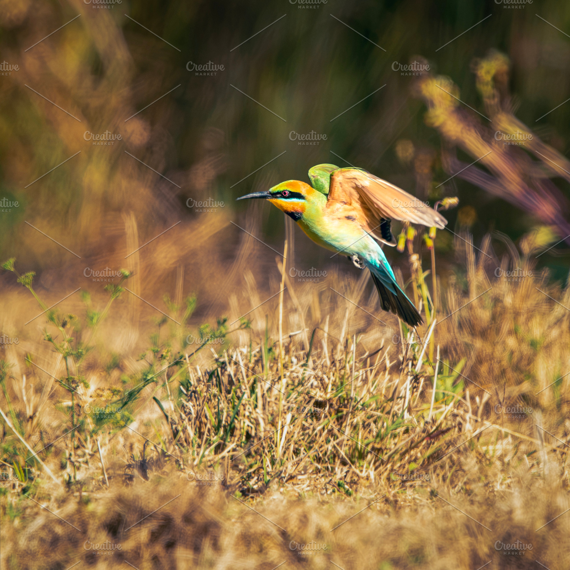 Rainbow Bee-eater, an Animal Photo by Rob D Animal Photography