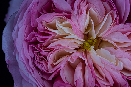 My Constance Rose