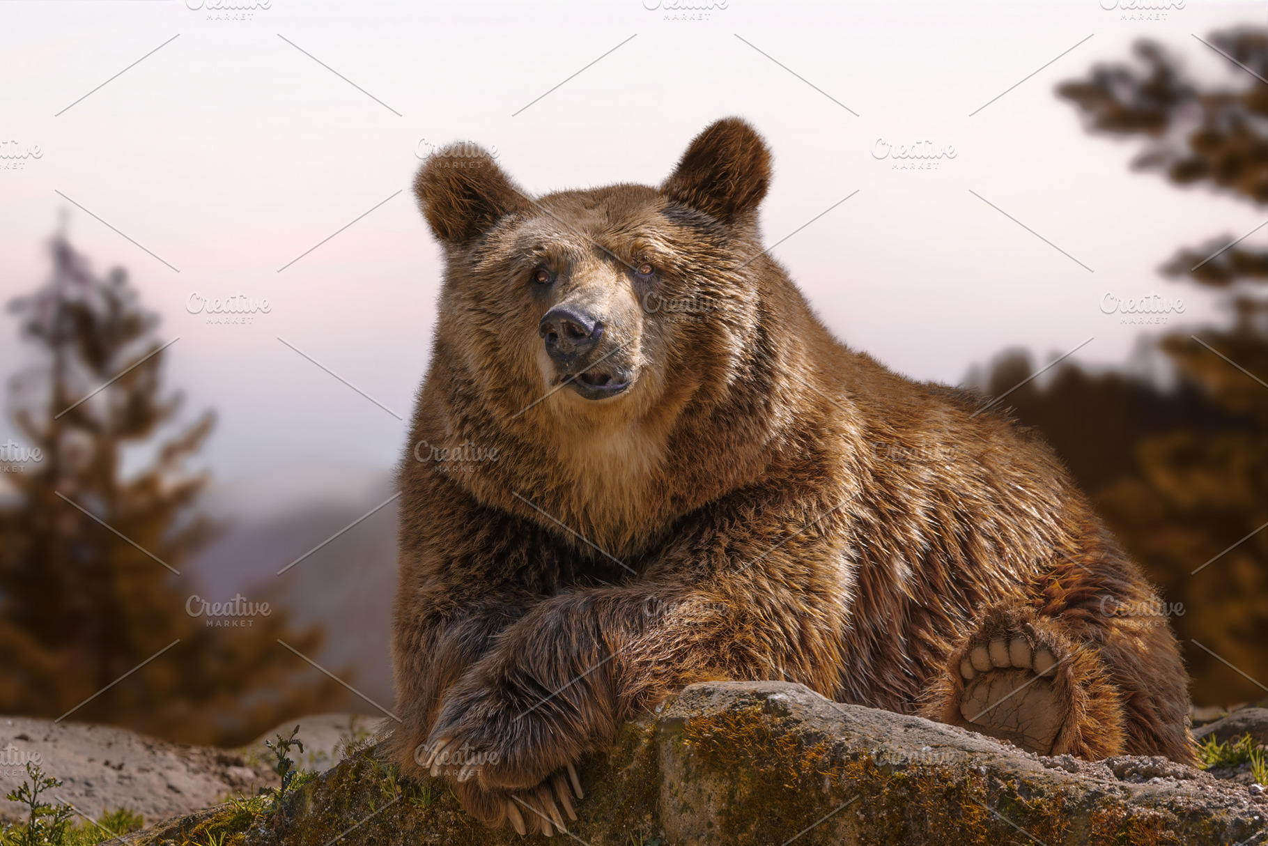 Grizzly brown bear in the foreground, an Animal Photo by Perpis