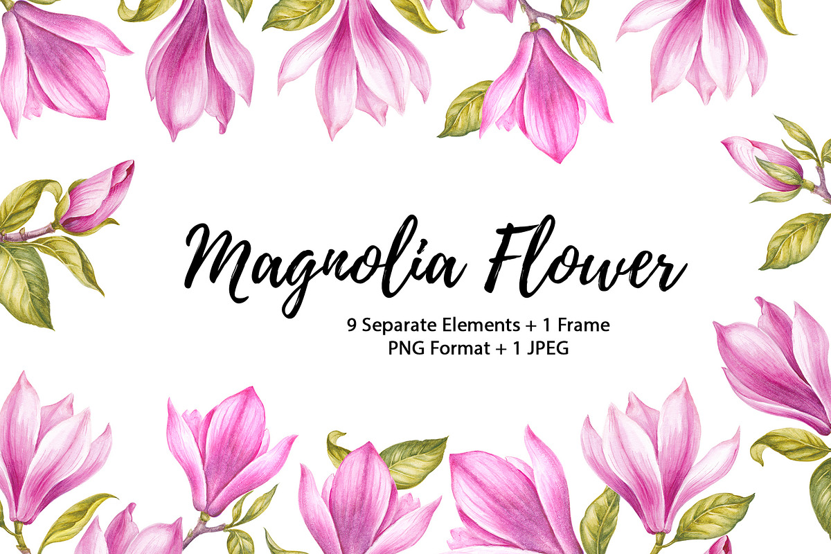 Watercolor of Blooming Magnolia, a Decorative Illustration by Kotkoa (Photo 1 of 5)
