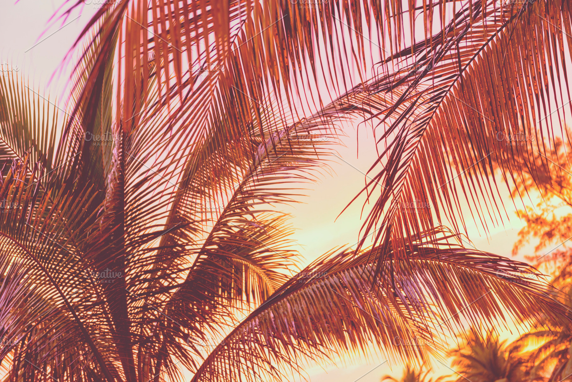 Retro Sunset On Palm Trees, a Background Photo by THP Creative