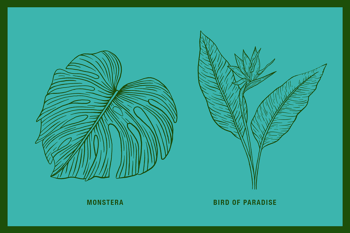 Vintage Tropical Flora Illustrations, an Object Illustration by Jaclyn Caris (Photo 7 of 15)