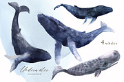 Watercolor whale. Sea underwater set, an Animal Illustration by Julycolor (Thumbnail 11 of 21)