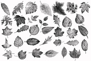 Watercolor Leaf Photoshop Brushes preview 3