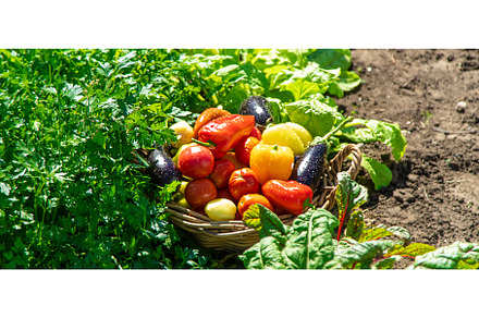 Harvest different vegetables in the, a Food & Drink Photo by yanadjana