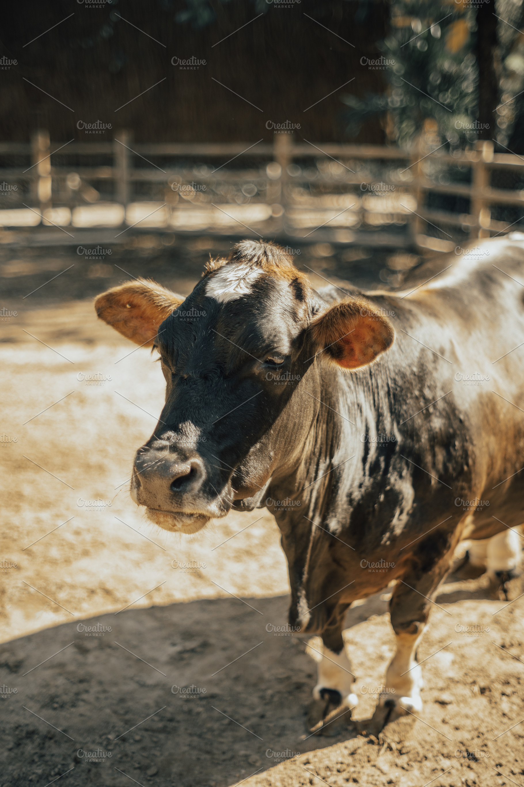 Cow farm vertical portrait, an Animal Photo by SkyNext