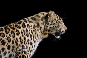 Powerful spotted leopard in profile against a black background., an Animal Photo by ndanko