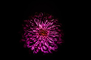 Dark Background Floral Bloom, a Nature Photo by Silent Nature (Thumbnail 2 of 10)