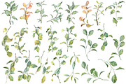 Botany watercolor PNG set, an Object Graphic by Dashamoony (Thumbnail 2 of 4)