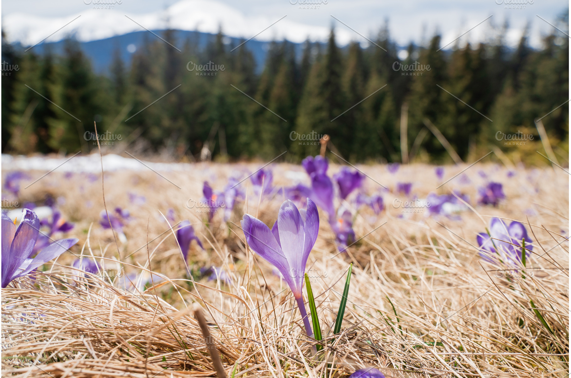 Beautiful spring landscape with snow, a Nature Photo by oksix
