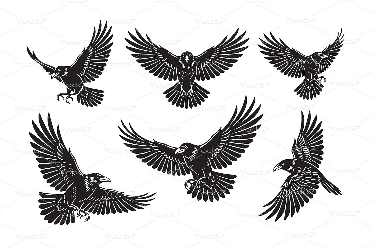 Crow or raven vector illustrations, an Animal Illustration by yod67