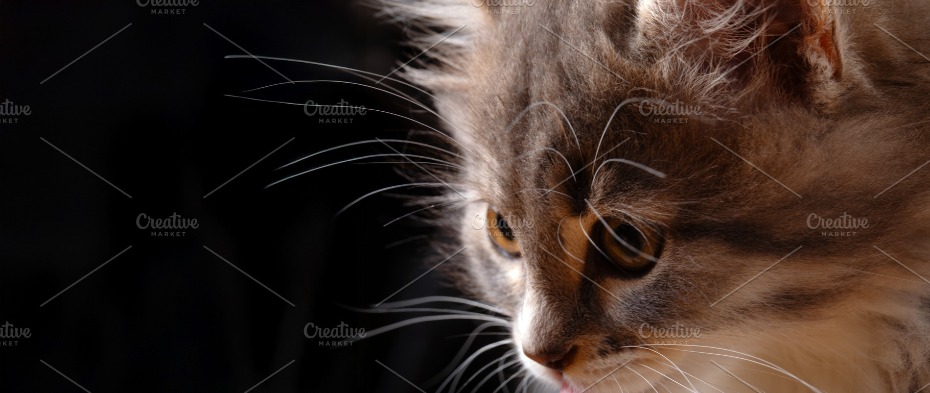 Detailed close-up of a fluffy cat with soft fur and bright yellow eyes, capture, an Animal Photo by Ales Munt
