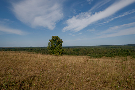 Autumn Field Containing Steppe Field And Bushes preview 5