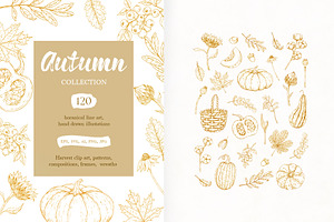 AUTUMN|Botanical line art collection