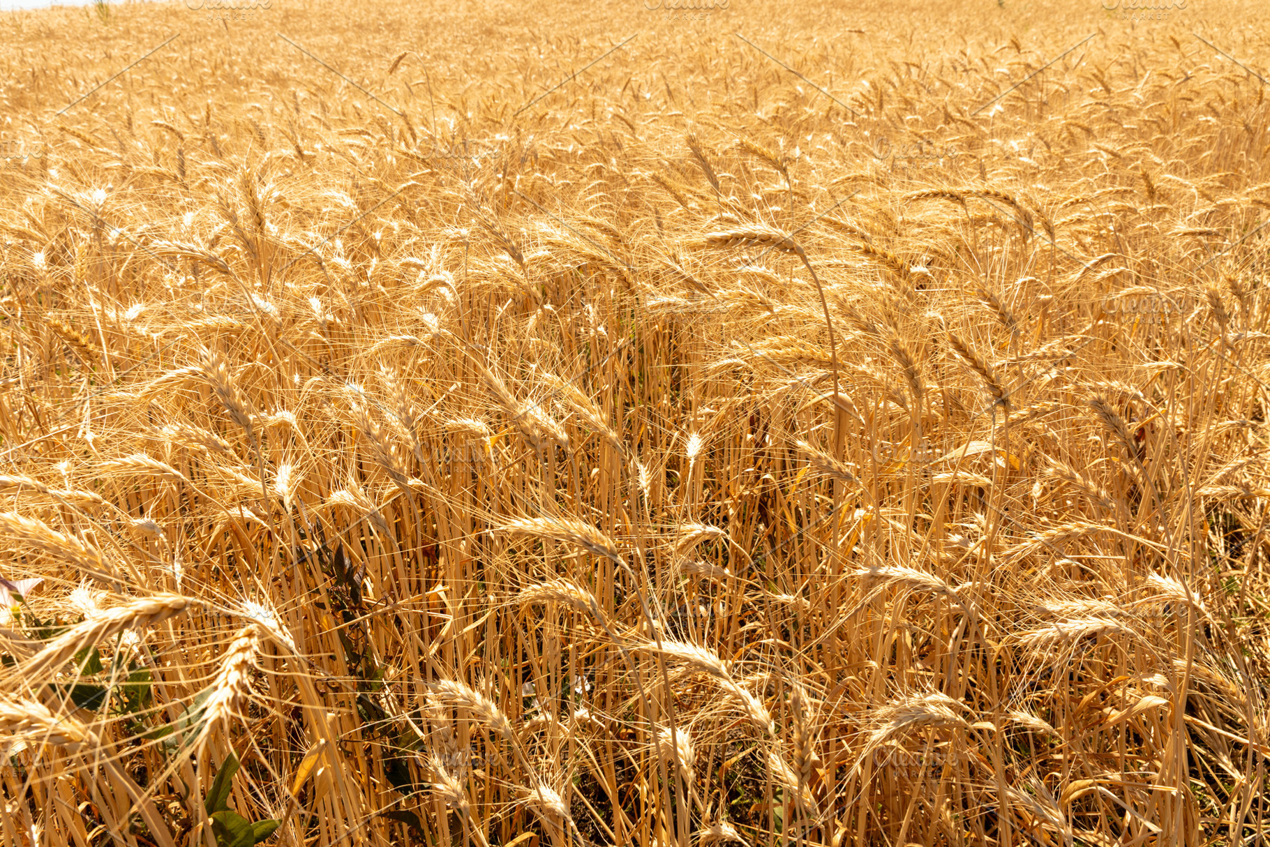 Golden wheat field glowing in warm sunlight, full of ripe grain, a Nature Photo by Ales Munt