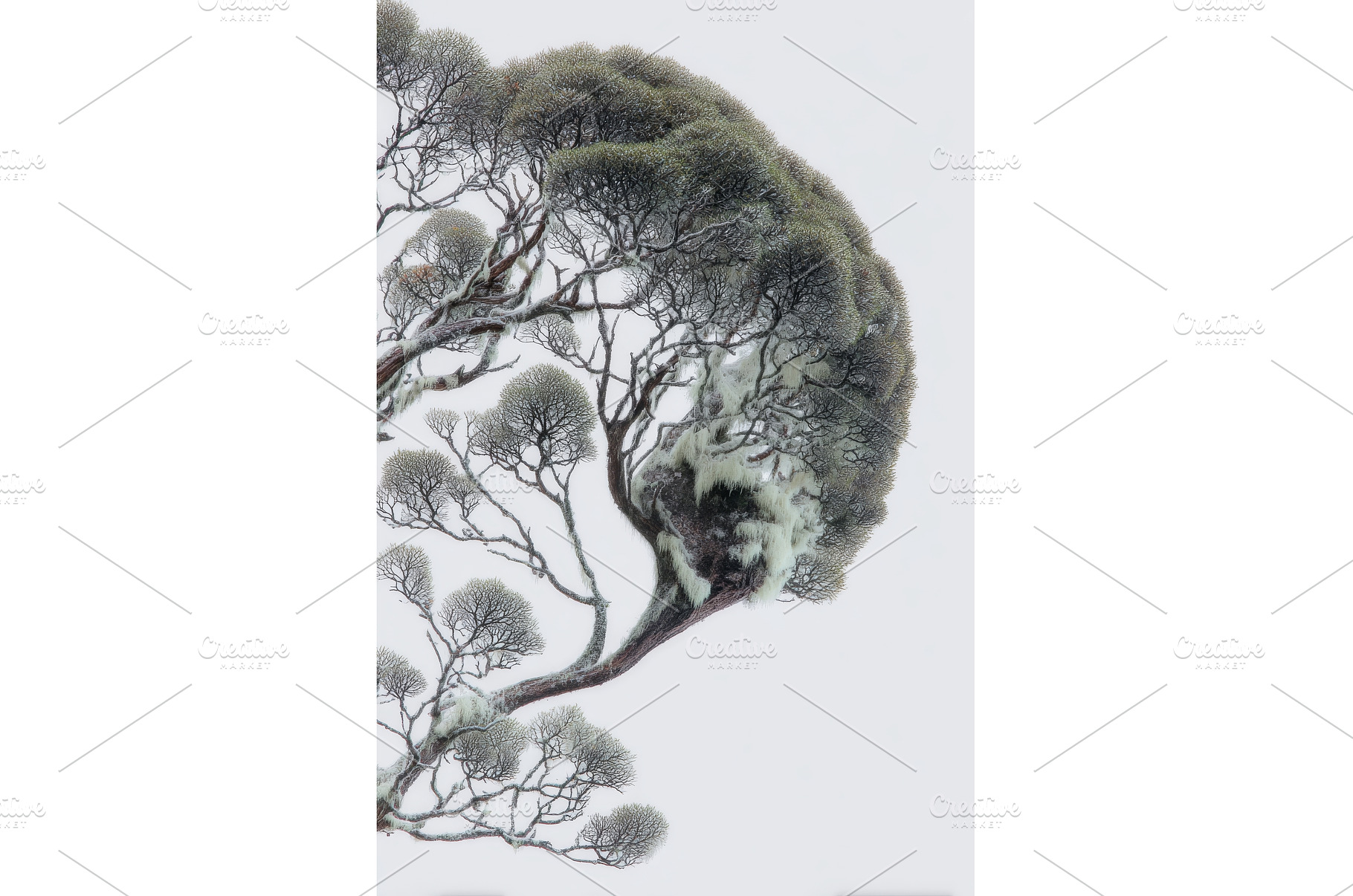 Lichens are found on the Giant Pine, an Architecture Photo by ZinetroN