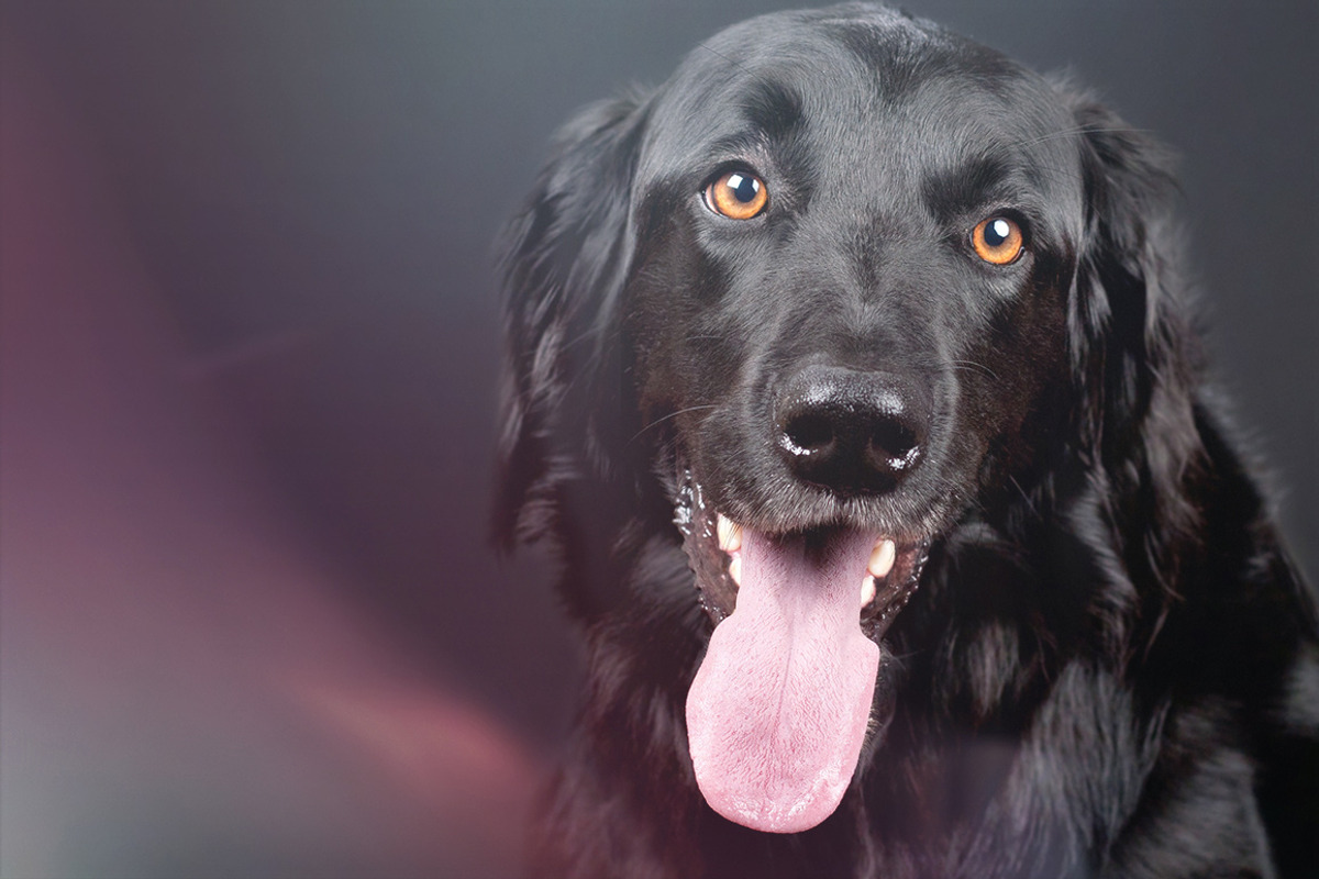 Natural Light Leaks Overlays, an Action Add-On by PhotoSpirit (Photo 7 of 8)