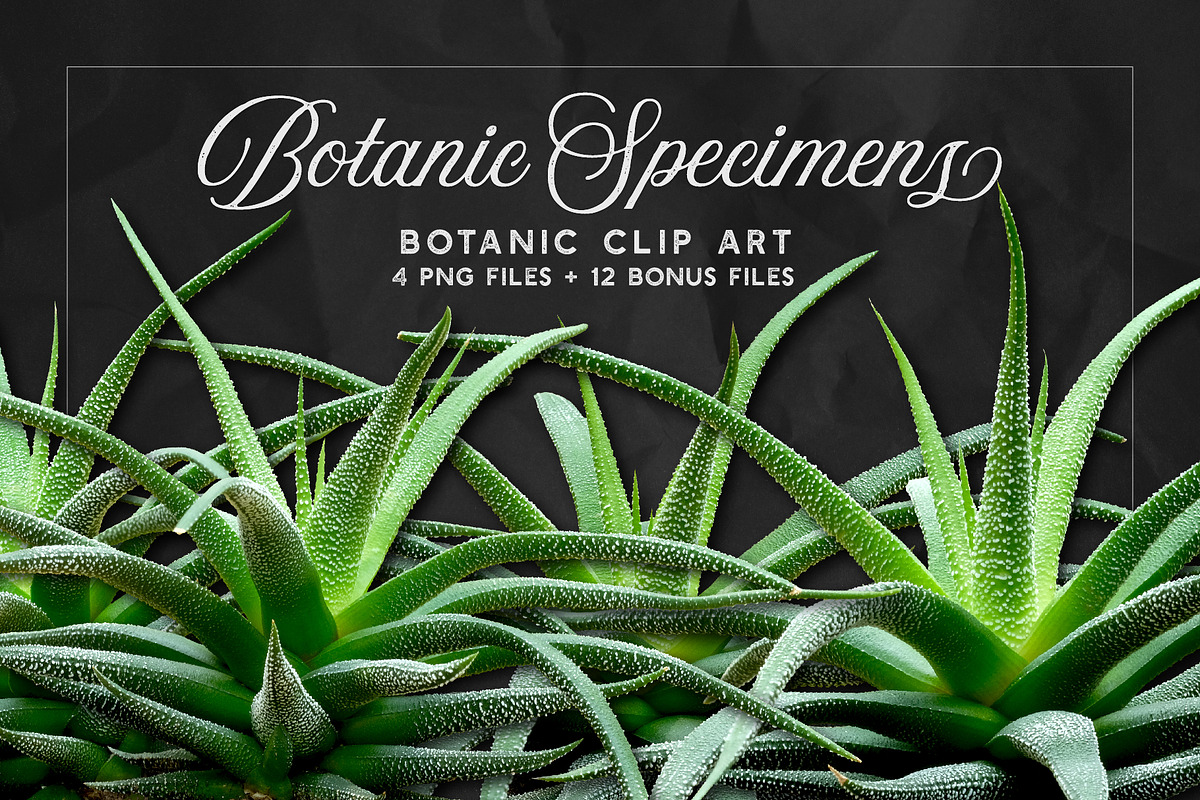 Succulents -Real Haworthia Specimens, an Object Graphic by Turning Moss (Photo 3 of 9)