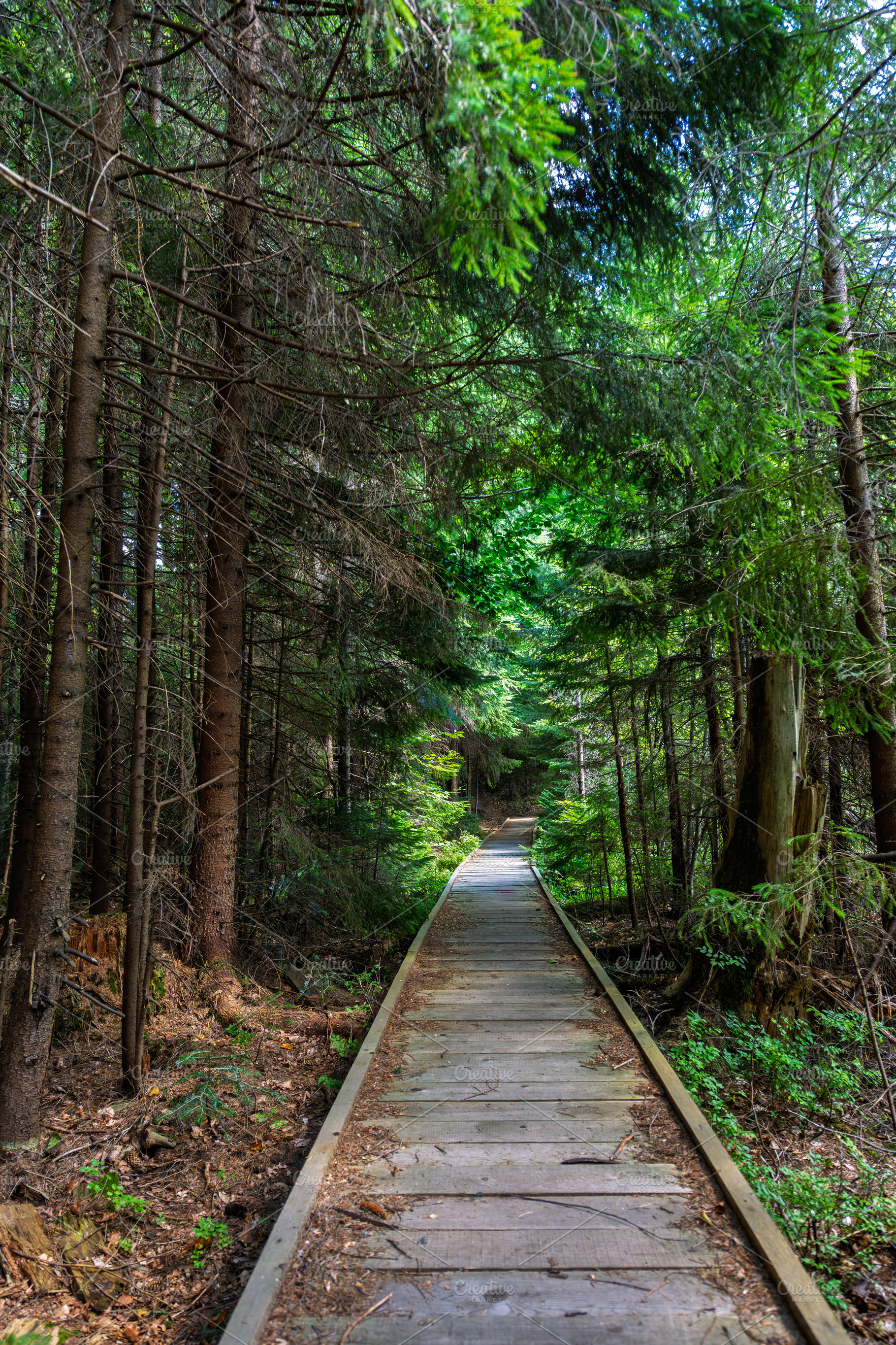 Wooden boardwalk pathway leading through dense green forest with, a Nature Photo by Byrdyak