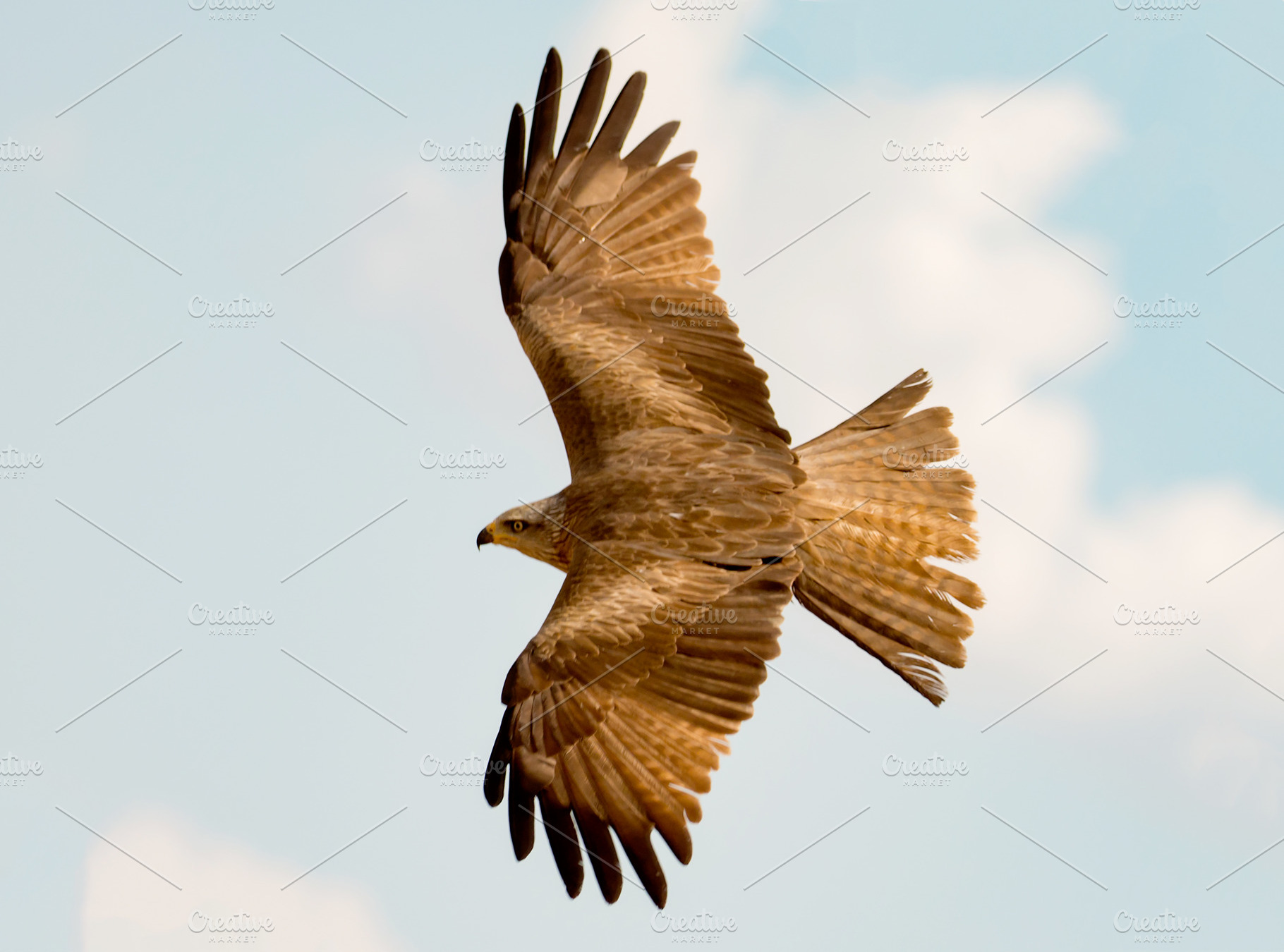 Awesome bird of prey in flight featuring bird, nature, and wildlife, an Animal Photo by José Manuel Gelpi