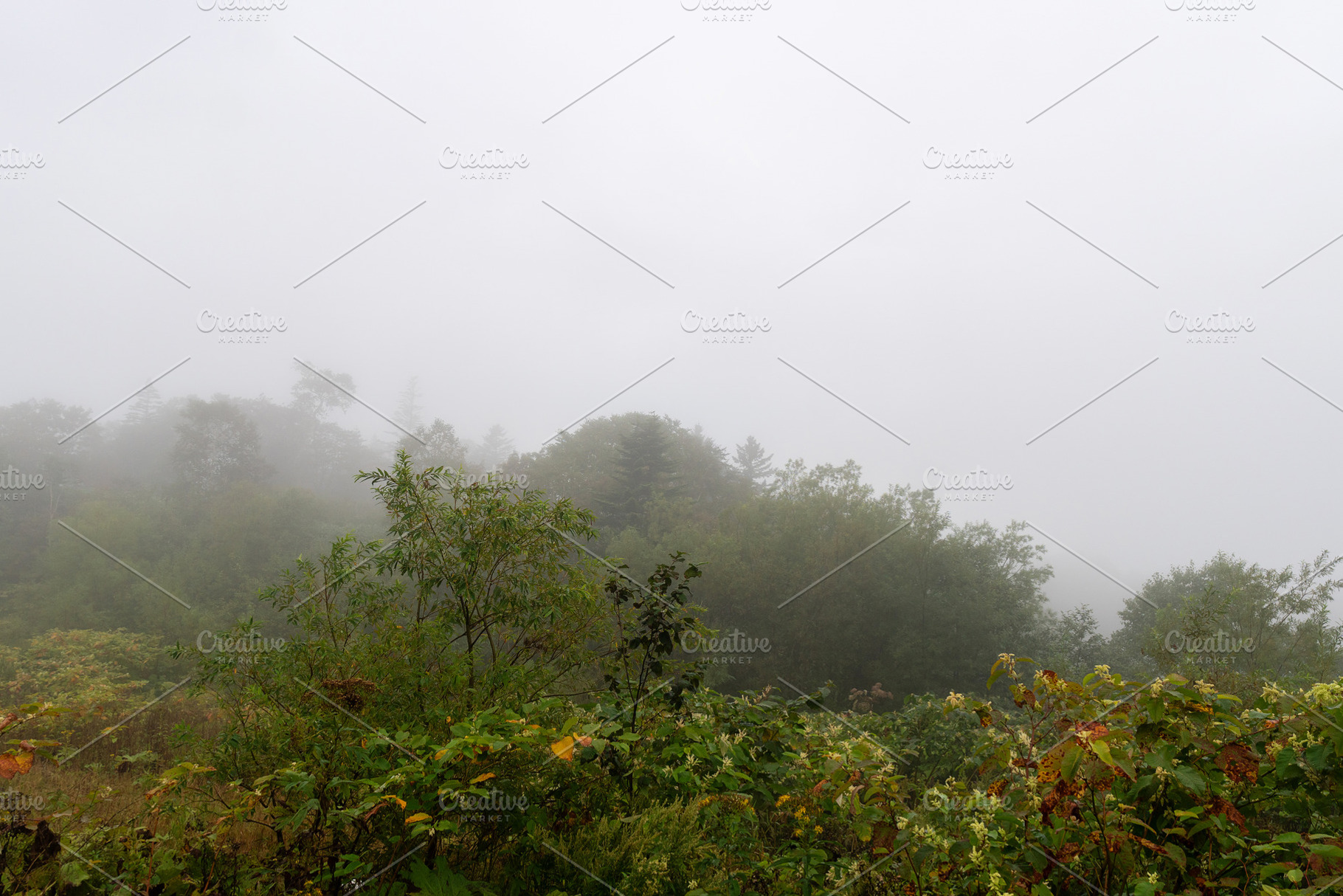 Fog covering forest treetops, a Nature Photo by Elena Vagengeim