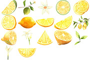 Lemon Lime Orange Watercolor Bundle, a Food Illustration by LilyBoo Clipart (Thumbnail 5 of 6)