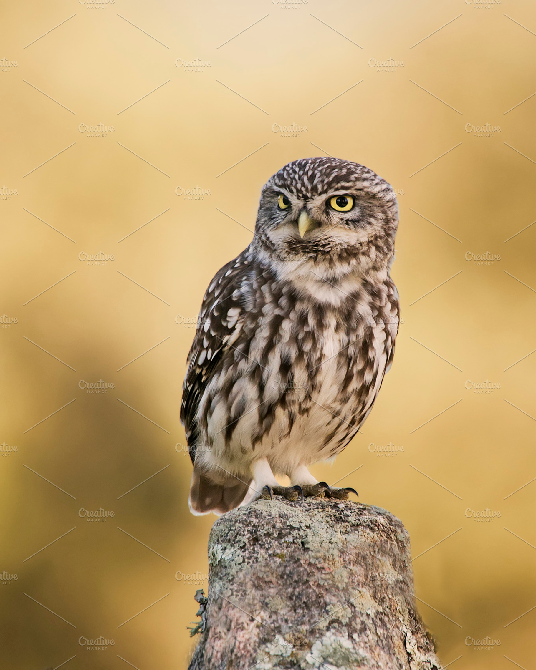 Little owl stock photo containing little owl and athene, an Animal Photo by Nat