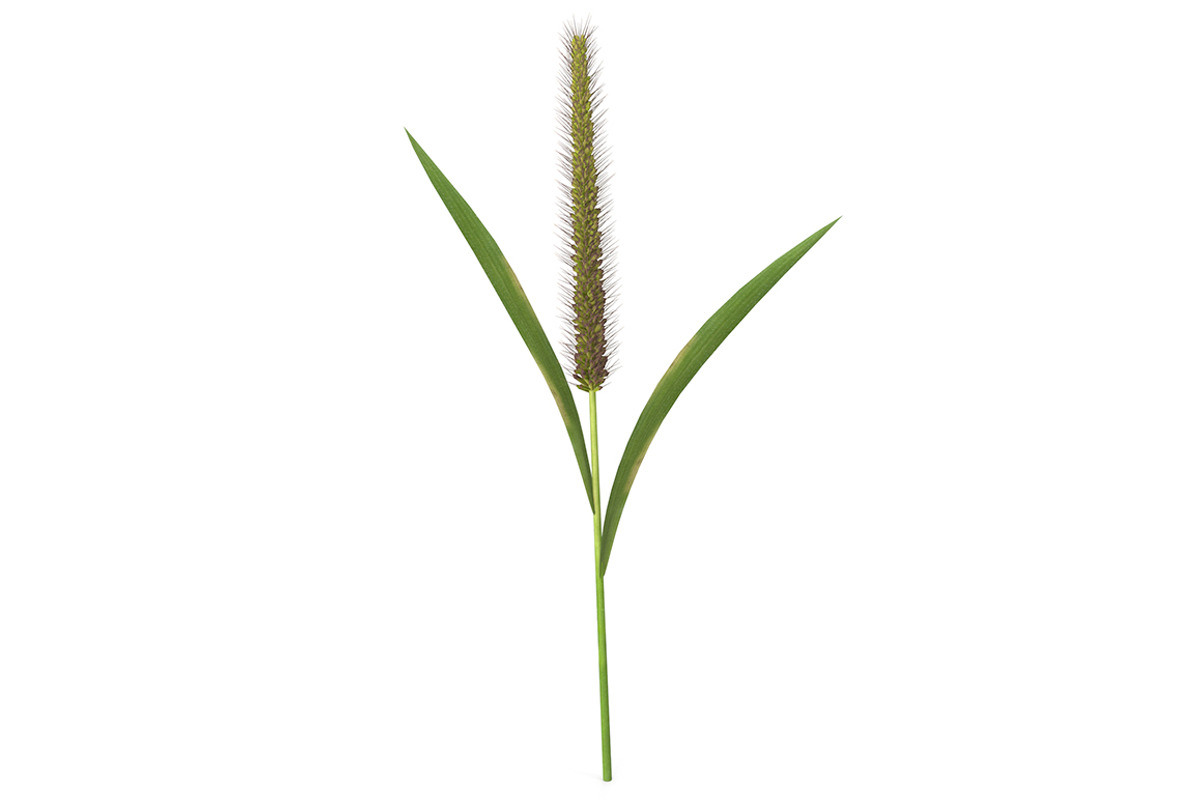 NOCTURNAL LANDSCAPE/Foxtail-Grass Studio（Grass Giant