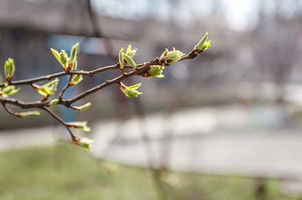 Young leaves, buds and shoots on a tree branch in spring in the, a Nature Photo by TanaCh