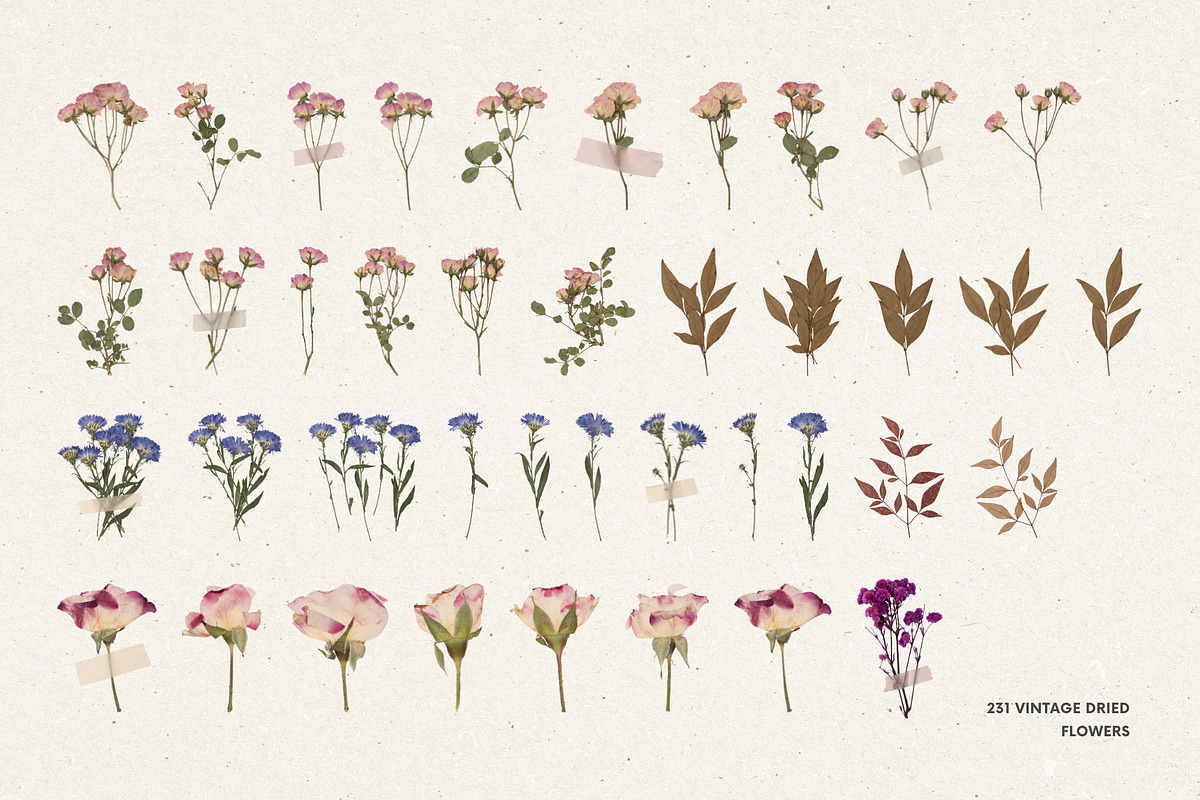 231 Vintage Dried Flowers, an Object Graphic by Ksuview (Photo 7 of 8)