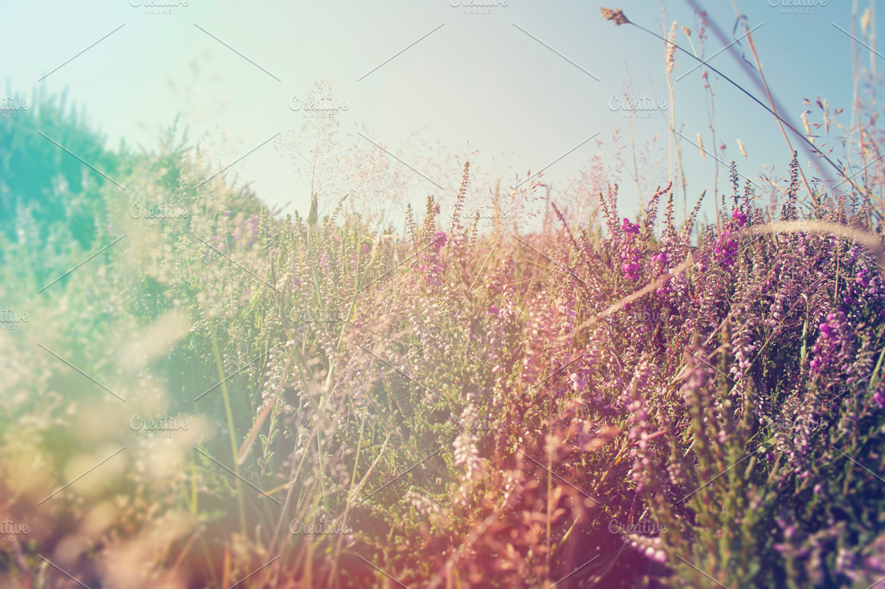 Hazy Summer Meadow